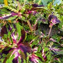 Solenostemon x 'King multicolore'